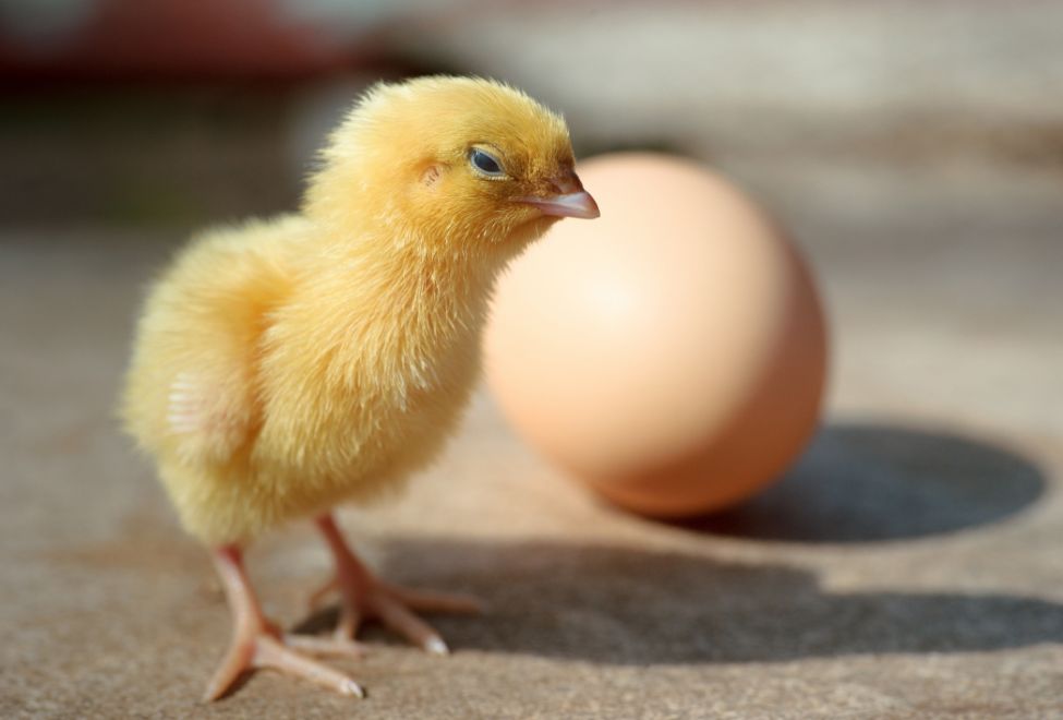 Chicken or egg